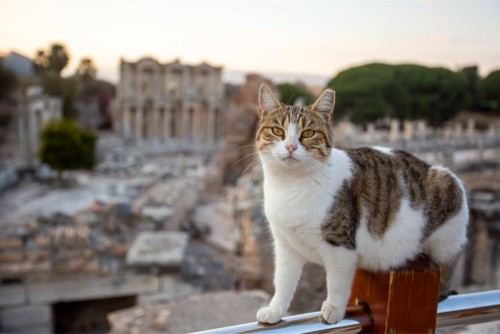 Стародавнє місто Ефес