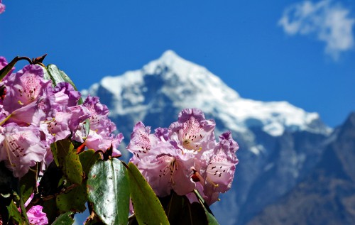 rododendron-annapurna.jpg